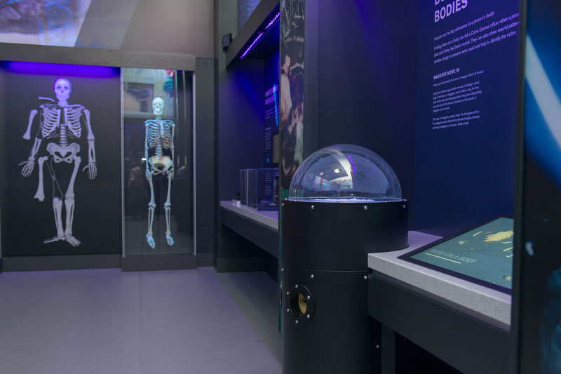 skeletal anatomy displays are shown on the far back wall of a forensics exhibit in Calgary. Built into the wall display is a cylindrical display with a clear domed plexiglass lid sealing the top. Inside are fake maggots that move when triggered by the sensor. 